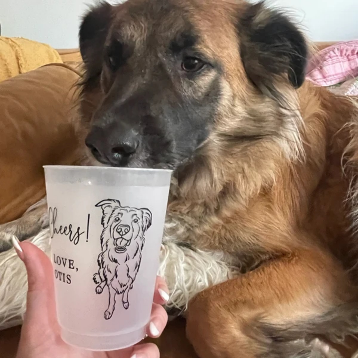 10/50 Aangepaste Hond Kat Huis - Plastic Cup 50Pcs recensie en prijs